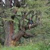 Alter Weidebaum (Lärche) Nähe  Mur-Ursprung, Lungau/Sbg.