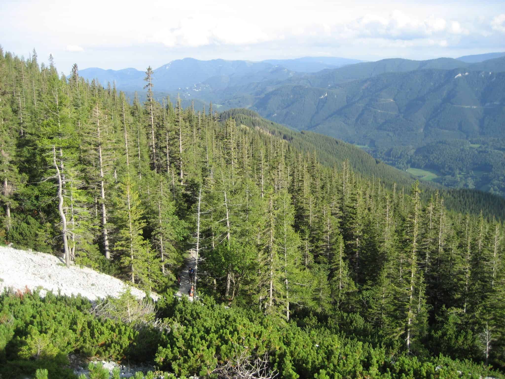 Montane und subalpine Fichtenwälder, Region Semmering/NÖ