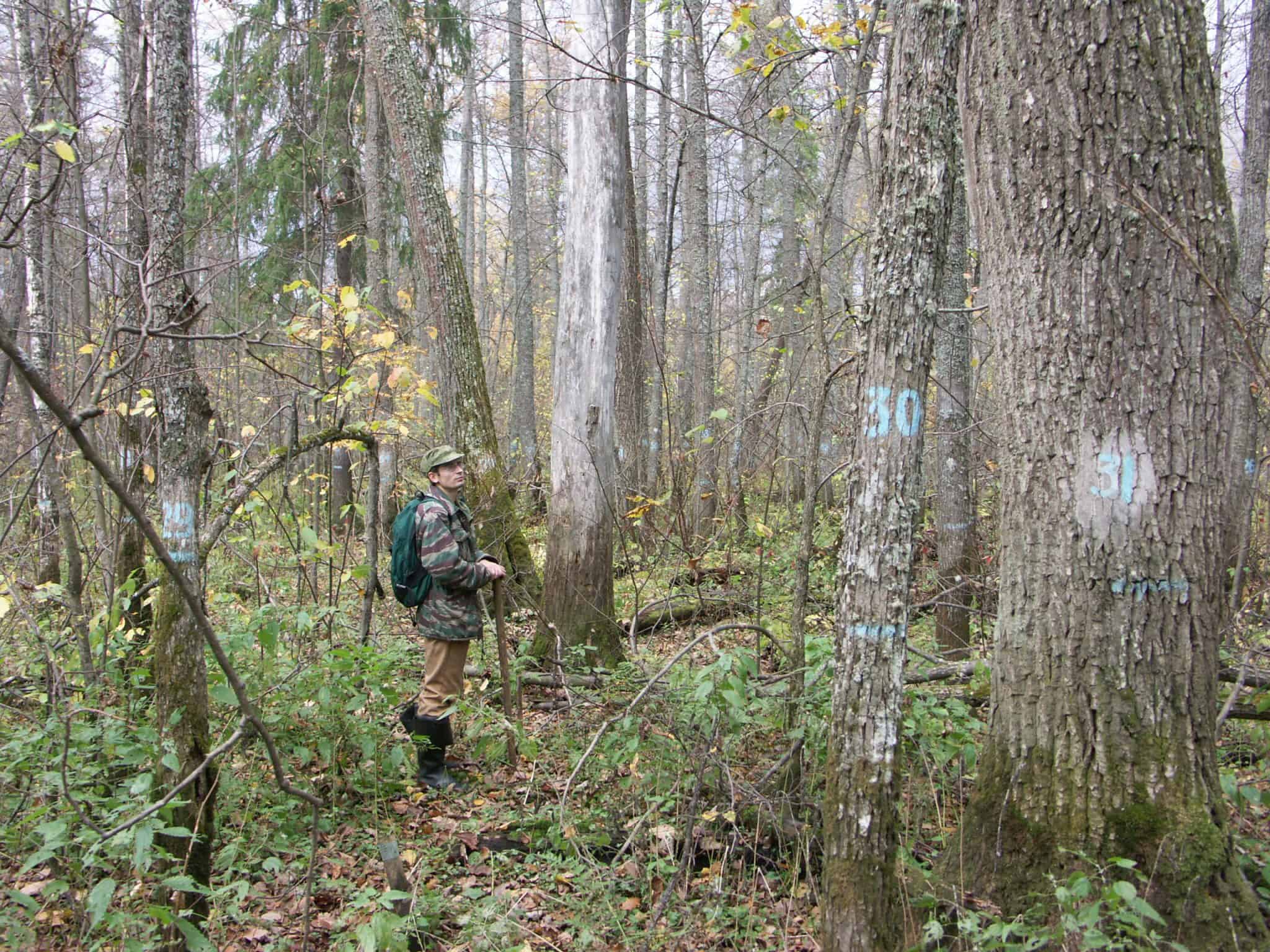 Studie in naturnahem Auwald am Fluss Kogschaga, Mari-El/RUS