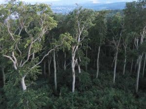 Vom Sturm aufgerissener Buchenreinbestand mit dichtem Jungwuchs, Wienerwald