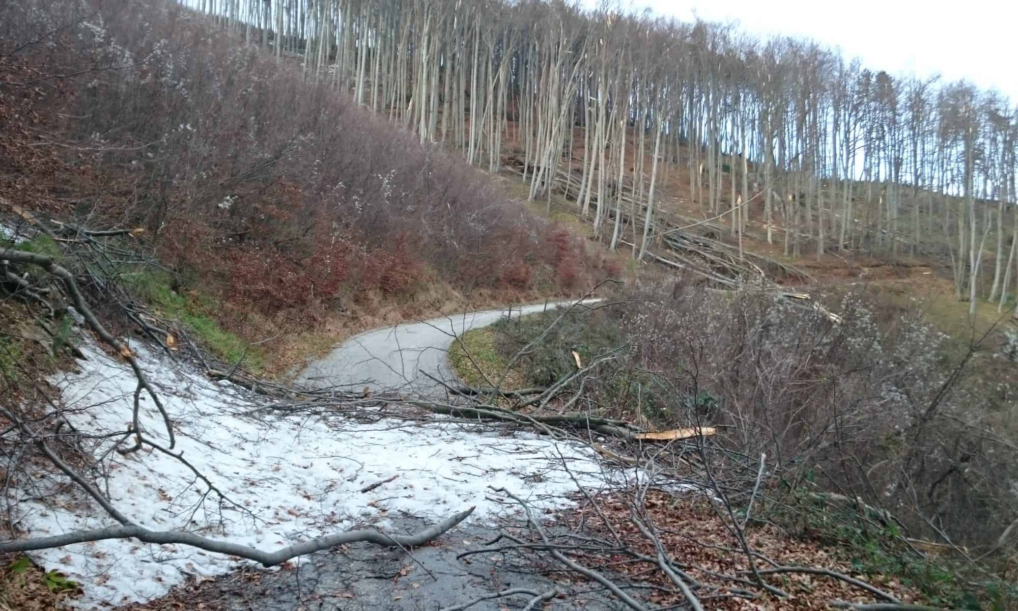 Verheerender Eisbruch am Alpenostrand im Spätherbst 2012