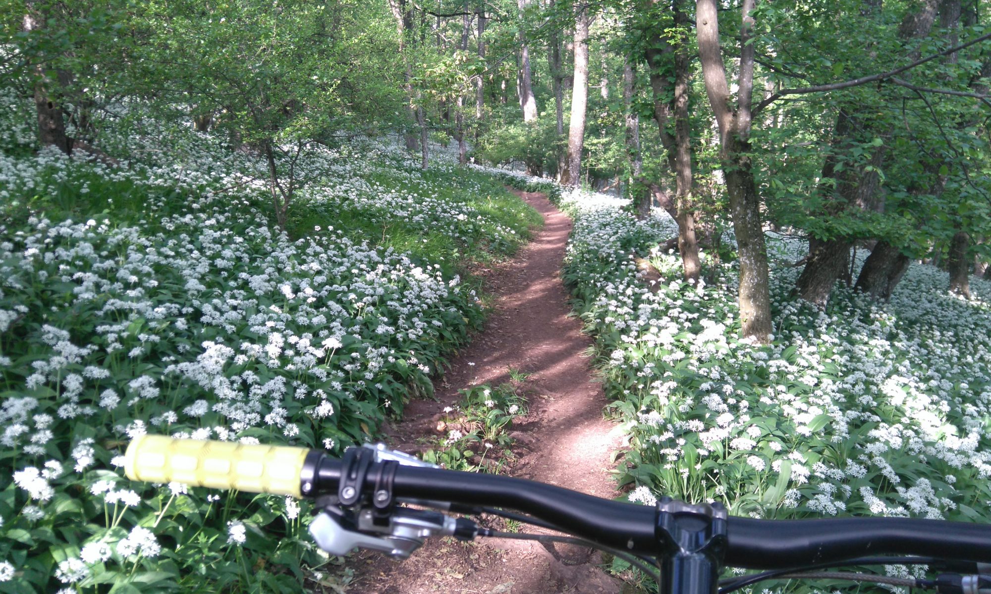 Apriltour im Bärlauch, Wienerwald