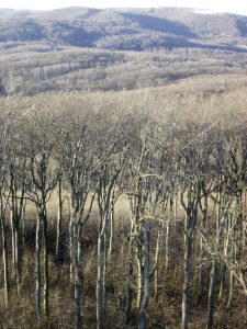 Buchenreinbestände im submontanen Wienerwald, Wien