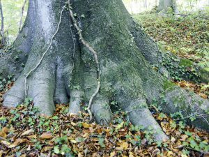Efeu umrankter Stammfuß (Buche)