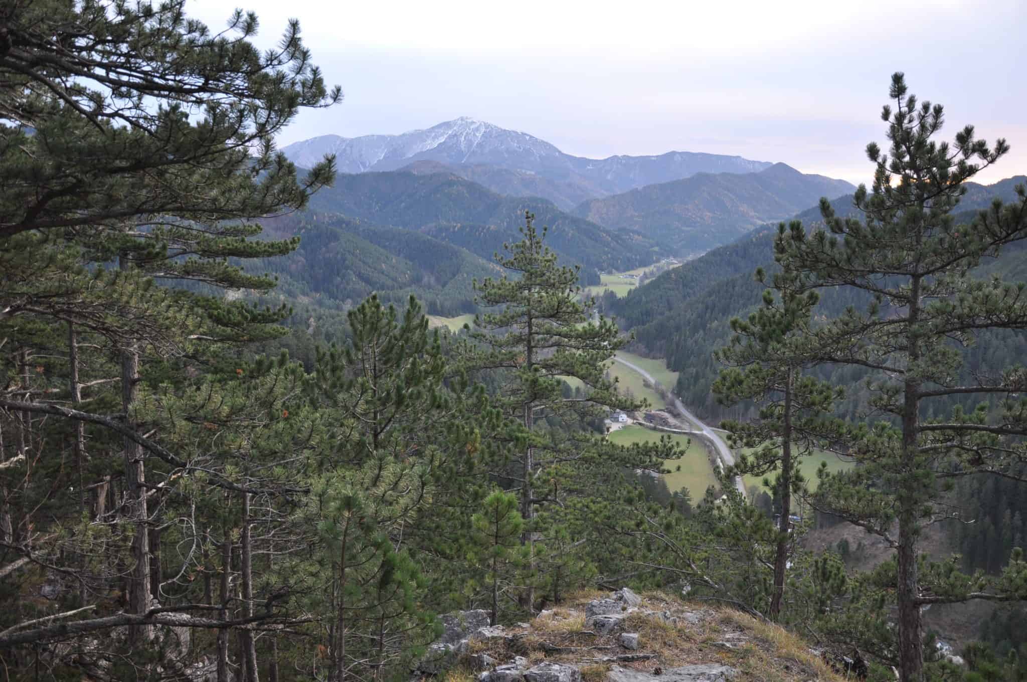 Schwarzkiefern an felsigem Standort, Gutensteiner Alpen/NÖ