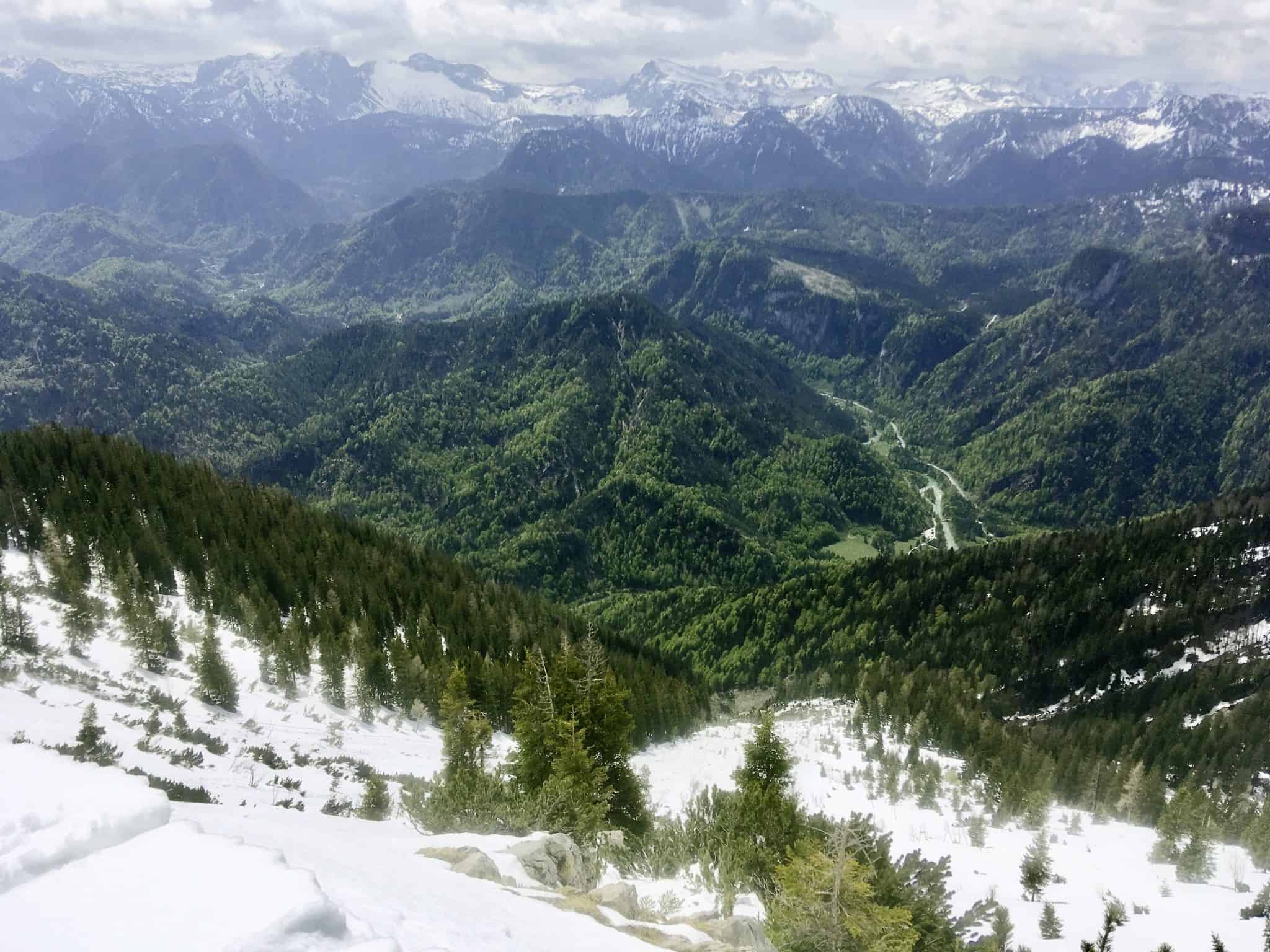 Bergmischwälder im Salzatal, in Hochlagen Fichte/Lärche, Vollfrühling in Wildalpen/NÖ
