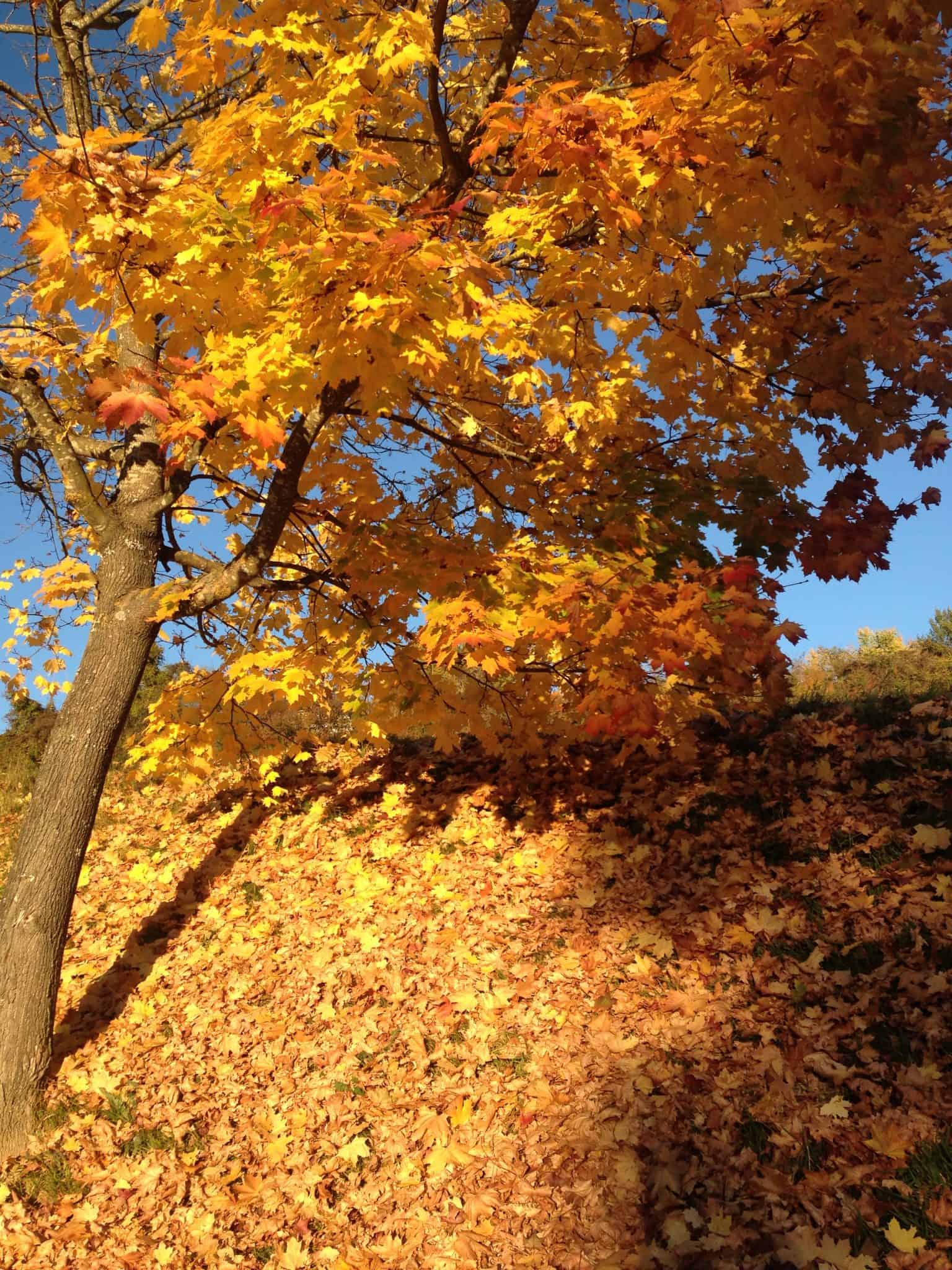 Spitzahorn in der Oktobersonne