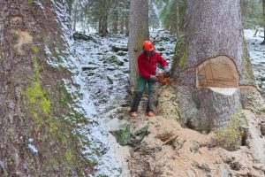 Ernte einer mächtigen Fichte im Stilluptal, Tirol    ©Franz Pritz/ÖBf
