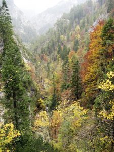 Bergmischwald-Schlucht der nördlichen Kalkalpen im Herbst, Niederösterreich