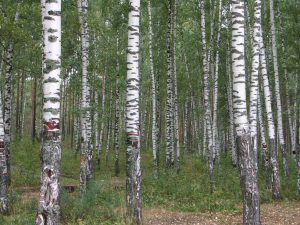 Birkenbestand mit Waldkiefern auf Sandstandort im Wolga-Ural-Gebiet, Russland