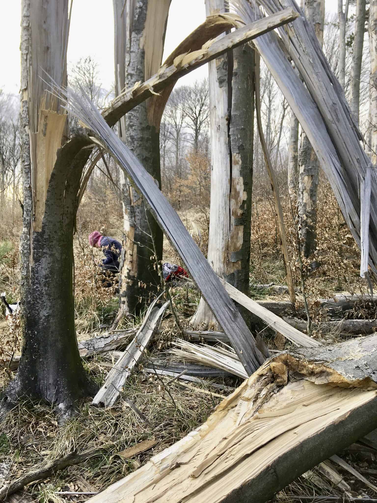 Sturmgeworfene Altbuchen nach Vorschädigung durch Sonnenbrand, Wienerwald/NÖ